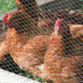 Hexagonal Chicken Wire Mesh Fence Hexagonal Poultry Netting Galvanized Chicken Wire Mesh Fence Supplier